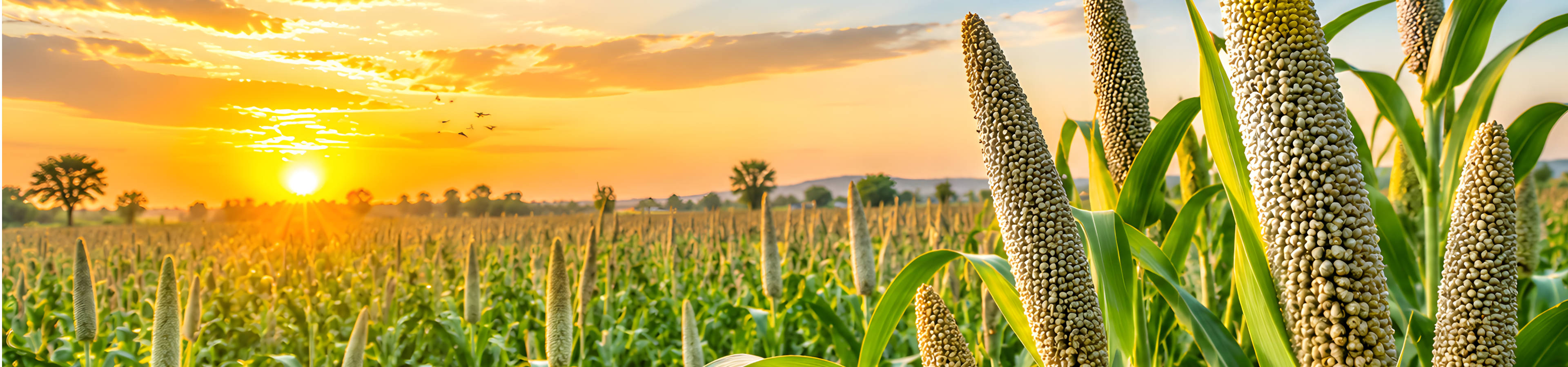 Penna Seeds - About Banner